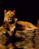 anim176220mobildesign.atw.hu_0019.gif
